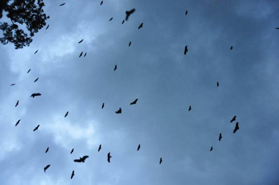 Centenas de pássaros de variadas espécies aproveitam a ventania trazida por uma tempestade para fazer suas revoadas, no Hato El Cedral, na região dos llanos, na Venezuela